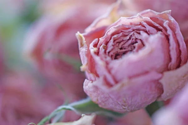 Trockene Knospen Kleiner Rosa Rosen Mit Grünen Kelchblättern Auf Dem — Stockfoto