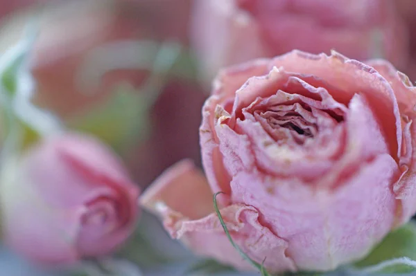 Trockene Knospen Kleiner Rosa Rosen Mit Grünen Kelchblättern Auf Dem — Stockfoto