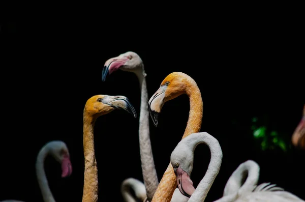 Rebaño Flamencos —  Fotos de Stock