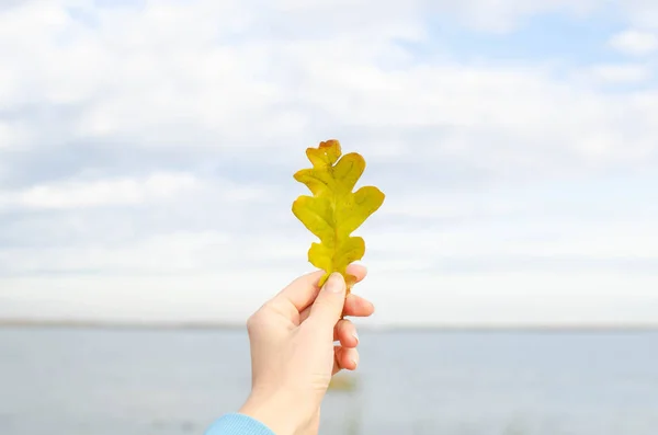 The oak leaf in a hand