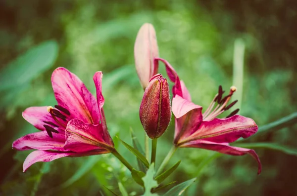 Růžový Lily Květina — Stock fotografie