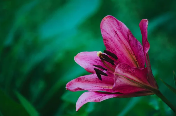 Una Flor Lirio Rosa — Foto de Stock