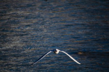 Martı denizin üzerinde uçar