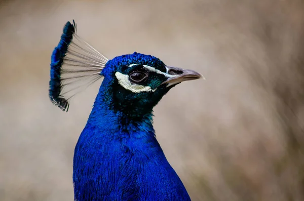 Peacock Looks Aside — Stock Photo, Image