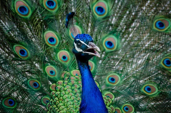 Peacock Dismissed Its Tail — Stock Photo, Image
