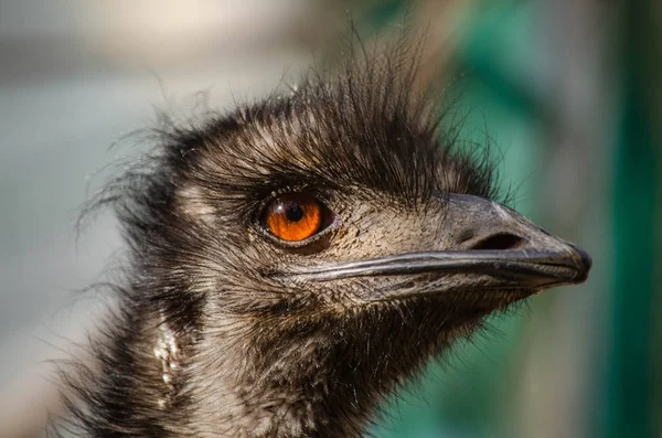 Burung Unta Melihat — Stok Foto