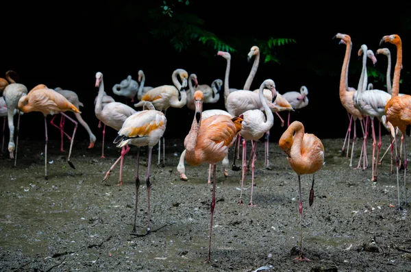 Rebanho Flamingos — Fotografia de Stock