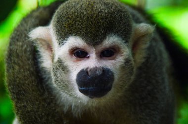 Maymun sana baktığı gibi