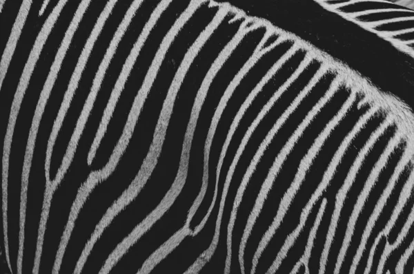 Ränder Zebra — Stockfoto
