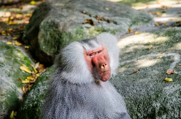 Opice Sedící Kameni — Stock fotografie