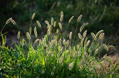 Yeşil bitkiler (çimler) ve kulaklar (çiviler)) 