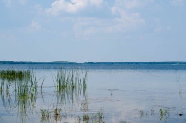 Mavi göl yüzeyinin üzerinde uzun otlar ve mavi gökyüzü.