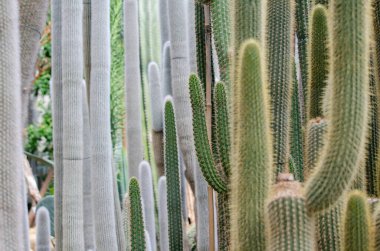 Yeşil ve beyaz kaktüsler (kaktüsler) arka planda yeşil çimen deseni