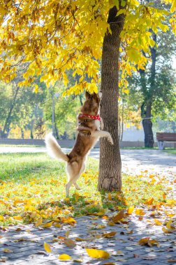 Kırmızı (kızıl) ve kırmızı bandanalı beyaz köpek parktaki ağaca yakın iki pençe üzerinde duruyorlar..