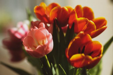 Bahar çiçekleri hassas lalelerdir.