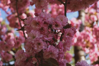 Bahar çiçekli sakura ağacı