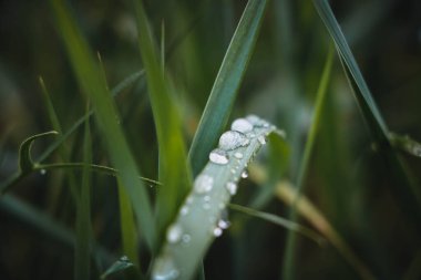 Yağmurdan sonra yeşil çimenler