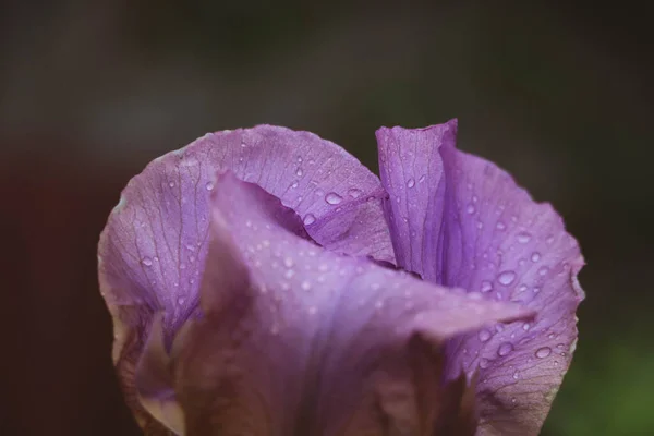 Blomst Etter Regnet – stockfoto