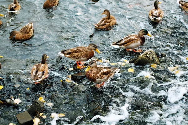 Cute ducks on a city pond or lake