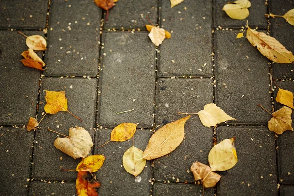 Höstlöv gul på trottoaren — Stockfoto