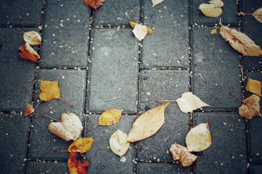 Sonbahar arka plan kopya alanı ile