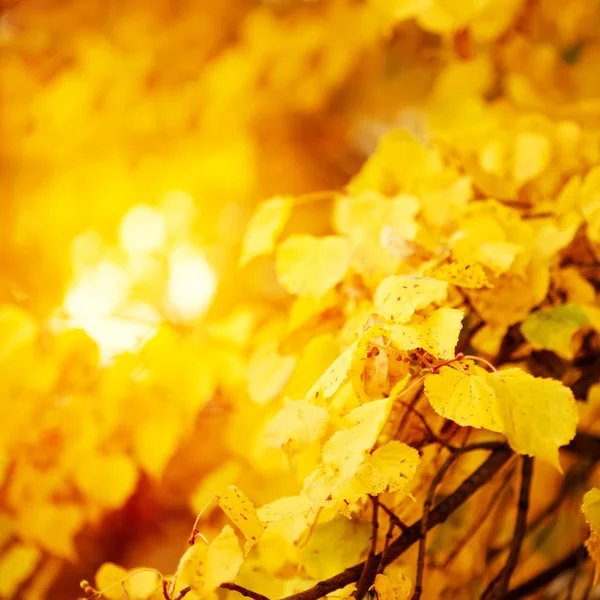 Höst koncept, närbild på Gula löv, höst natur — Stockfoto