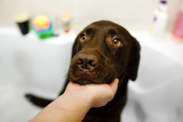 Primo Piano Del Recuperatore Del Labrador Cioccolato Marrone Seduto Una — Foto Stock