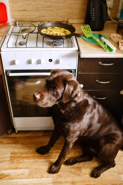 Marrone Labrador Retriever Cioccolato Seduto Una Cucina Casa Chiedendo Cibo — Foto Stock