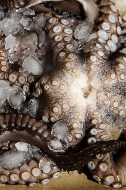 Deniz mahsulleri, büyük ahtapotun yakın çekim parçaları hazırlanmaya hazır bir tabakta, yukarıdan görünüyor.