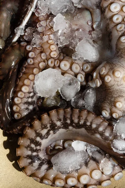 Mořské Plody Detailní Záběry Surové Velké Chobotnice Talíři Ledu Připravené — Stock fotografie