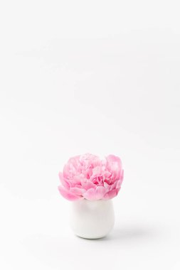 Masumiyet ve hassasiyet minimalist kavram, beyaz arka planda küçük bir vazoda pembe şakayık çiçeği, şehvet ve kadınlık kavramı