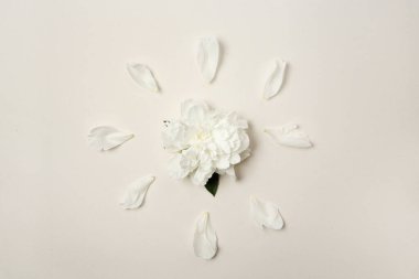 Çiçek aranjmanı. Beyaz şakayık çiçeği ve pastel arka planda taç yaprakları, üst manzara