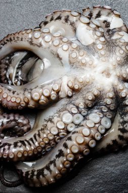 Deniz mahsulleri, bir tabak dolusu çiğ ahtapotu kapayın hazırlanmaya hazır, yukarıdan bakın.