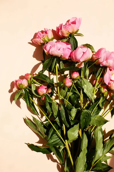 Bouquet Moelleux Pivoines Roses Fleurs Soleil Sur Couleur Pastel Rose — Photo