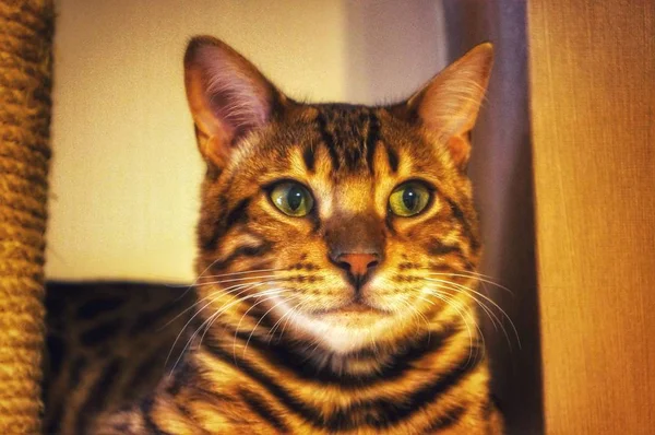 Gold Bengal Chat Regarder — Photo