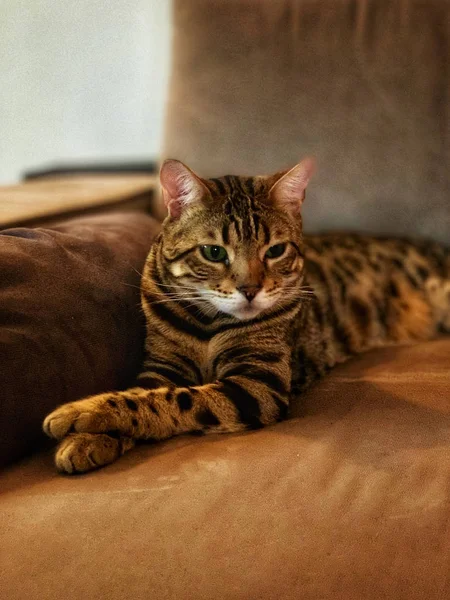 Bengala gato relaxante — Fotografia de Stock