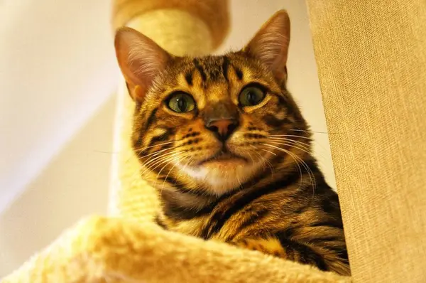Porträtt Watching Bengal Cat — Stockfoto