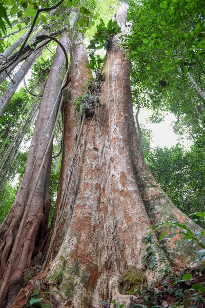 500 Anni Makka Albero Koh Kood Isola Thailandia — Foto Stock