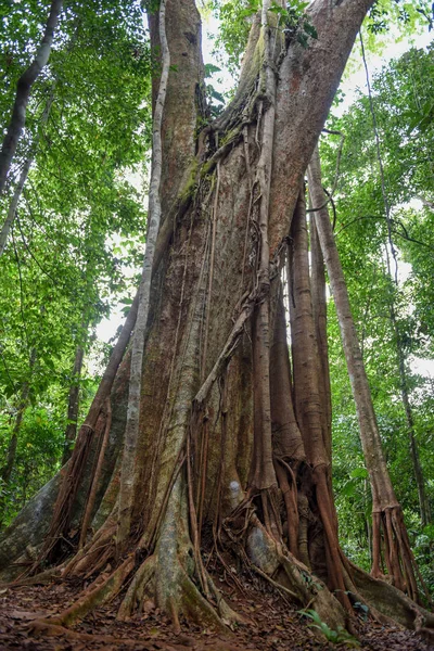 500 Anni Makka Albero Koh Kood Isola Thailandia — Foto Stock