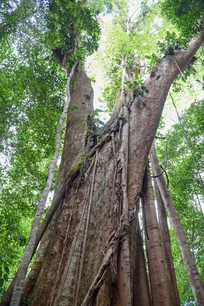 500 Jahre Alter Makkabaum Auf Der Insel Koh Kood Thailand — Stockfoto