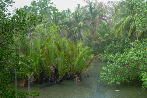 Tropical Rain River Running Rainforest Koh Kood Island Thailand — Stock Photo, Image