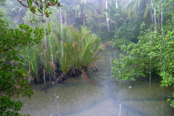 Lluvia Tropical Sobre Río Que Corre Través Selva Tropical Isla — Foto de Stock