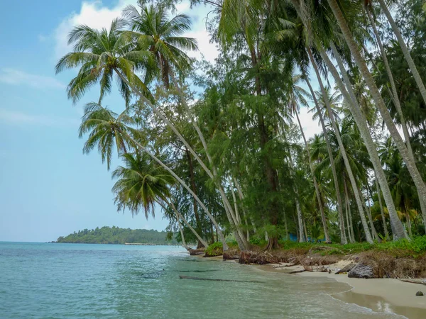 Palmiye Ağaçları Tayland Koh Kood Adada Güzel Tropik Sahilde — Stok fotoğraf