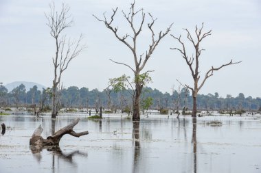 Hendek ile Kamboçya Preah Neak Poan Tapınağı çevresinde ölü ağaç görünümünü