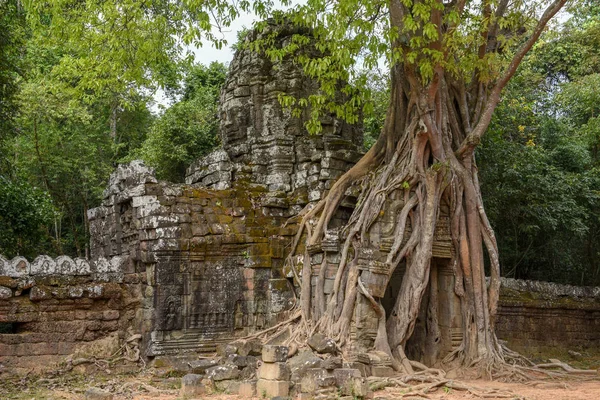 Árbol Tropical Templo Som Complejo Angkor Siem Reap Camboya —  Fotos de Stock