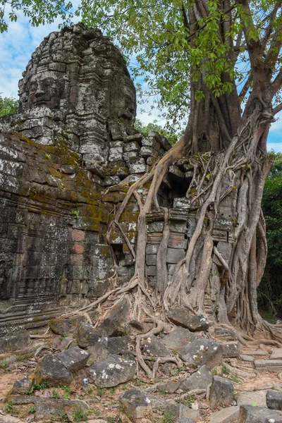 Tropikalne Drzewa Som Świątynia Angkor Złożonych Siem Reap Kambodża — Zdjęcie stockowe