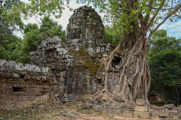Árvore Tropical Templo Som Complexo Angkor Siem Reap Camboja — Fotografia de Stock
