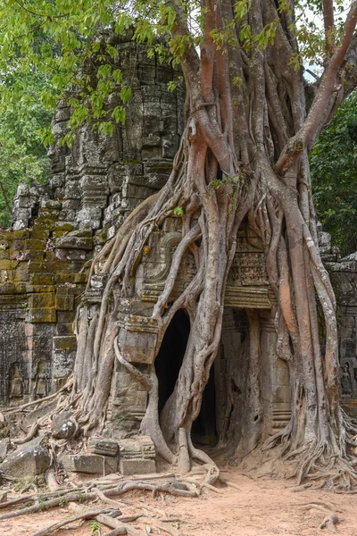 Tropical Tree Som Temple Angkor Complex Siem Reap Cambodia Stock Image