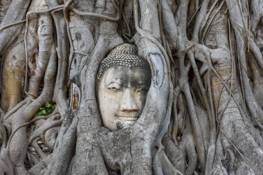 Ağaç kökleri Ayutthaya, Tayland Wat Mahathat Tapınağı'nda baş Buda heykeli.