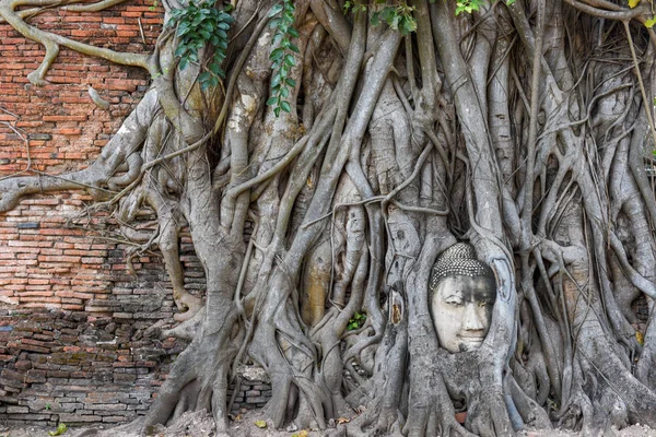 Глава Статуи Будды Корнях Деревьев Храме Ват Махата Аюттхая Таиланд — стоковое фото